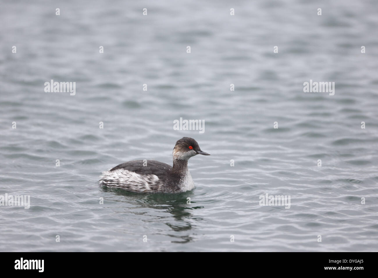 Schwarzhalstaucher Stockfoto