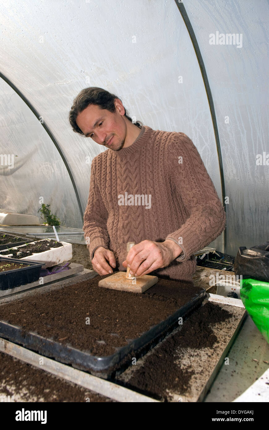 Mann bei der Arbeit mit neu angelegten Samen im Gewächshaus, Farnham, Surrey, Großbritannien. Stockfoto