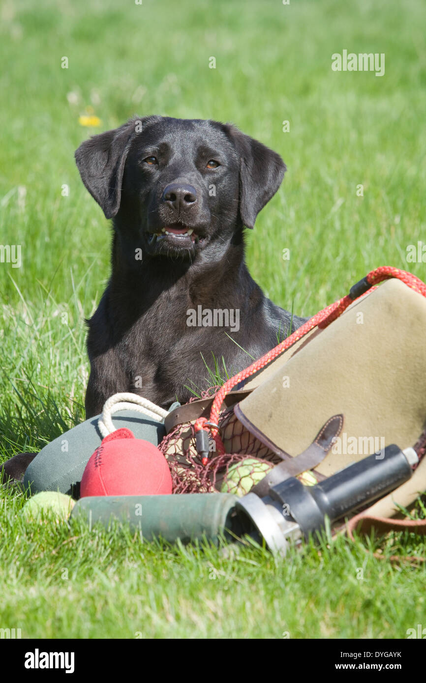 Ein schwarzer Labrador Retriever Gebrauchshund fotografiert mit einer Auswahl an Trainingsgeräten außerhalb in einer Wiese Stockfoto