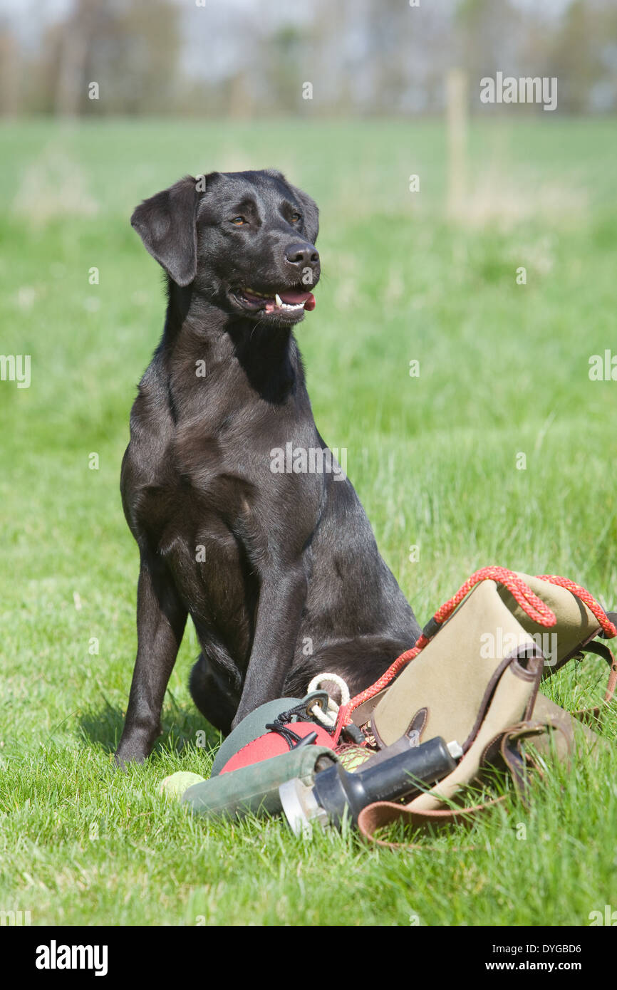 Ein schwarzer Labrador Retriever Gebrauchshund fotografiert mit einer Auswahl an Trainingsgeräten außerhalb in einer Wiese Stockfoto