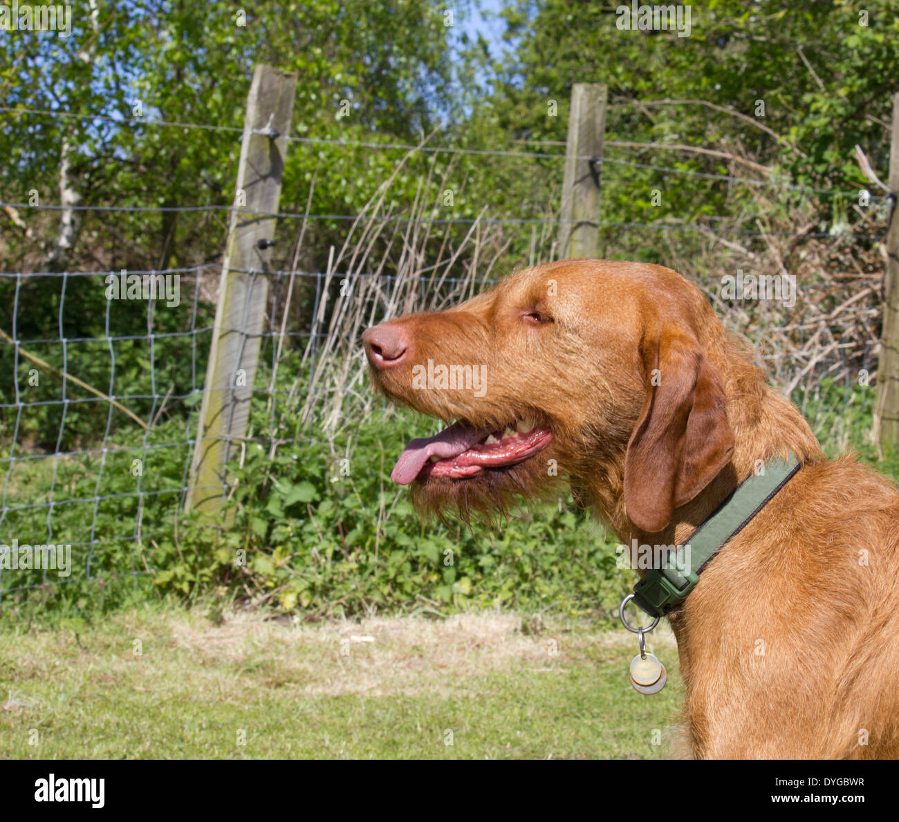 Männliche ungarischer Visla Porträt mit einem Hintergrund von Gras- und Draht Zäune Stockfoto