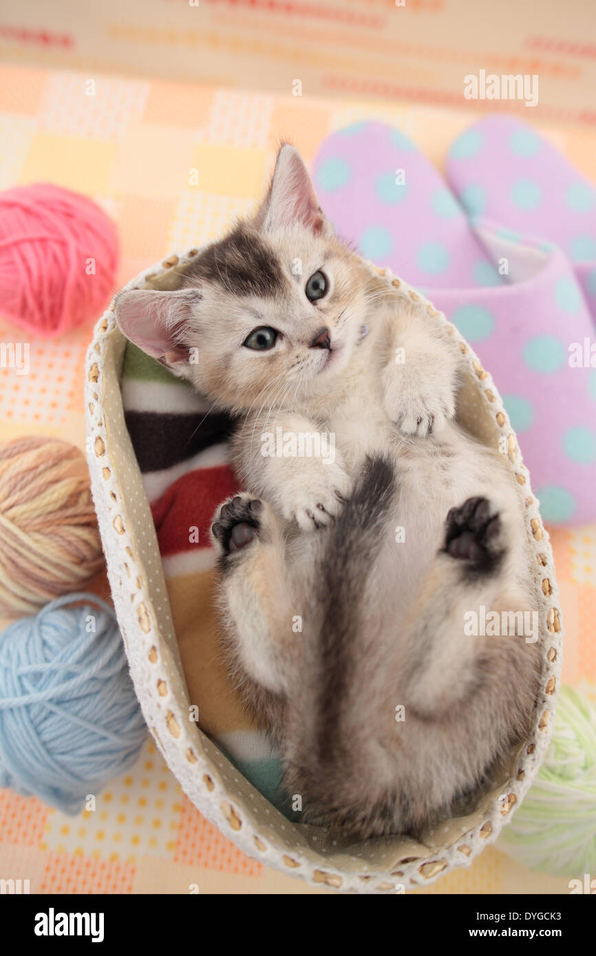 Kätzchen Stockfoto