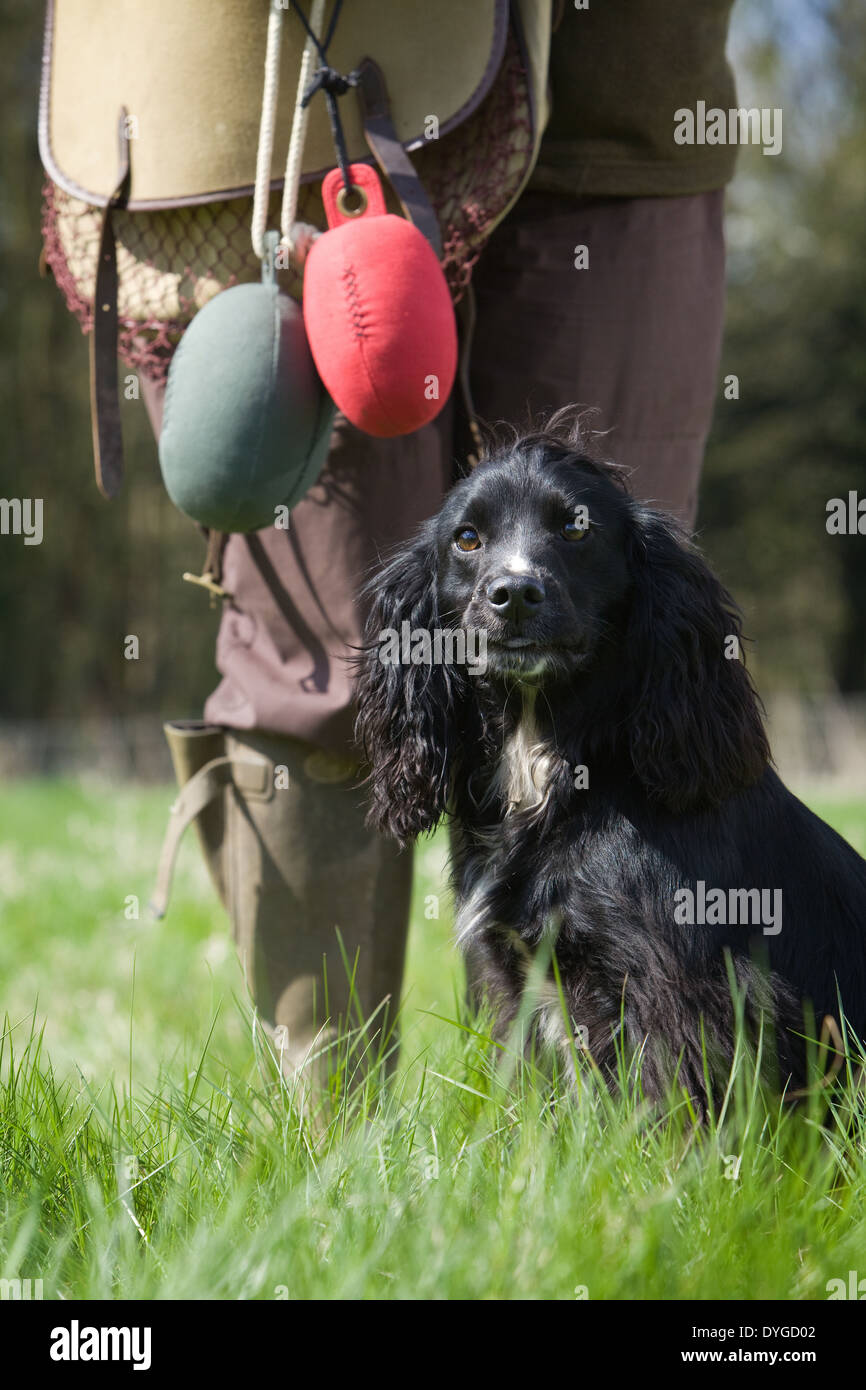 Ein schwarzer Cocker Spaniel arbeitender Hund mit seinem Besitzer während einer Sitzung in outdoor-Training in einer Wiese Stockfoto