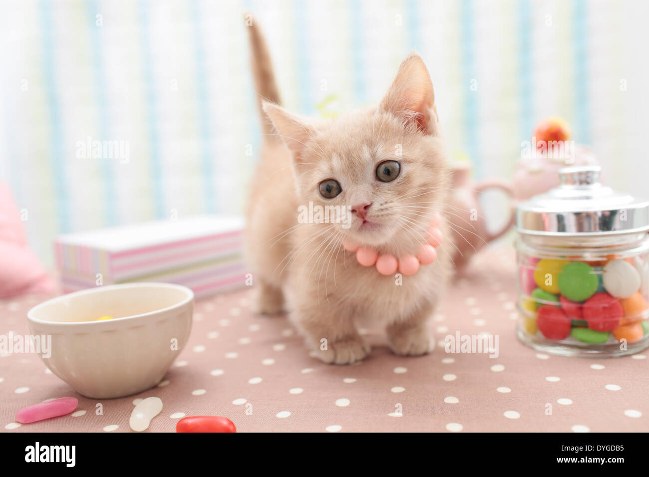 Kätzchen Stockfoto