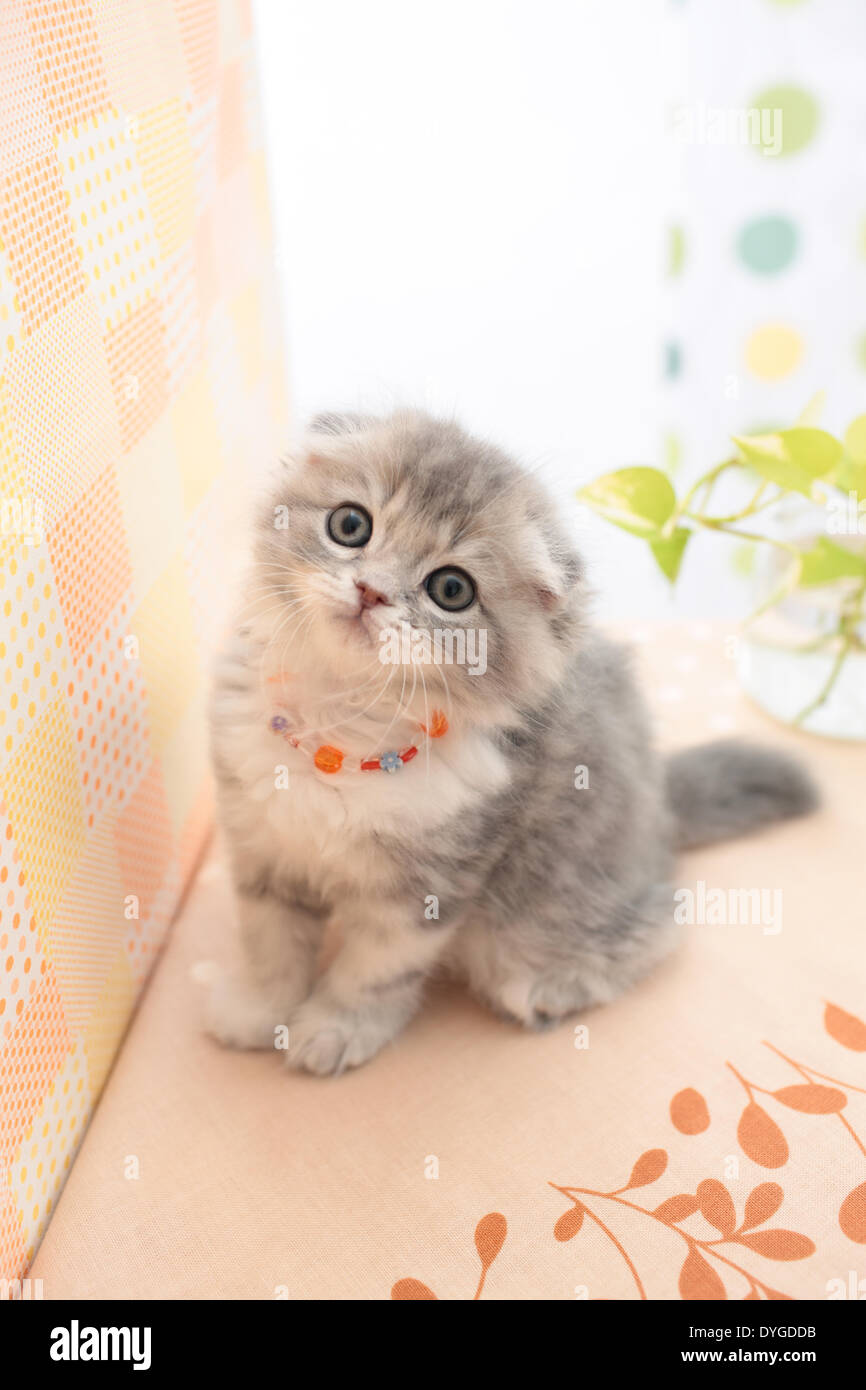 Scottish Fold Stockfoto