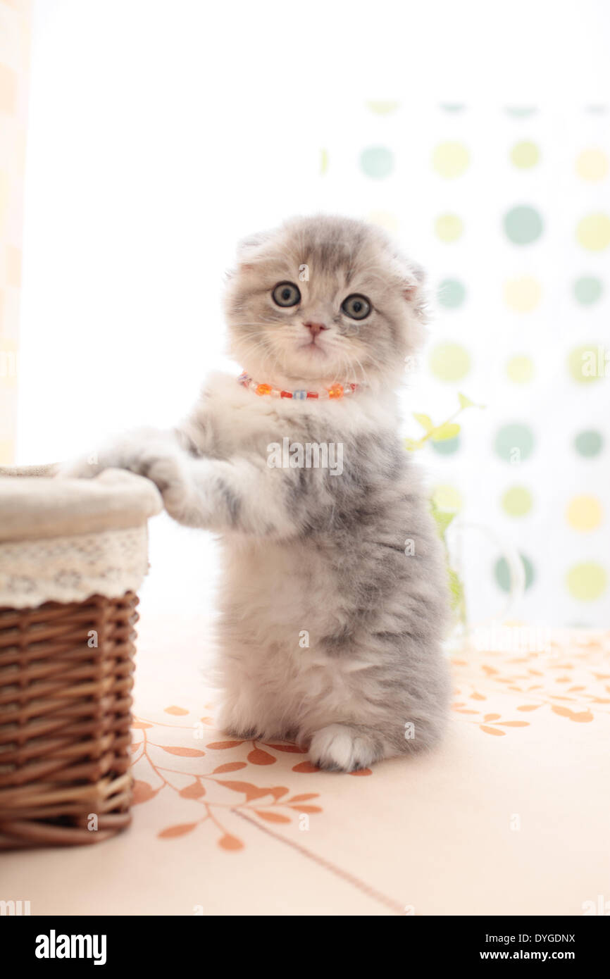 Scottish Fold Stockfoto