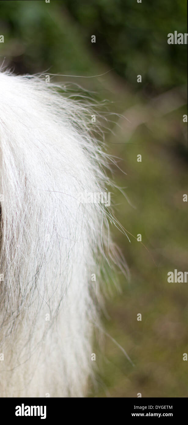 Gesprenkelte white horse tail nah genug, um einzelne Haare zu sehen Stockfoto