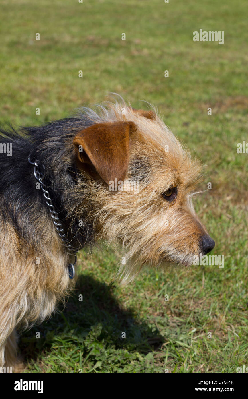 Jack Russell terrier Portrait Stockfoto