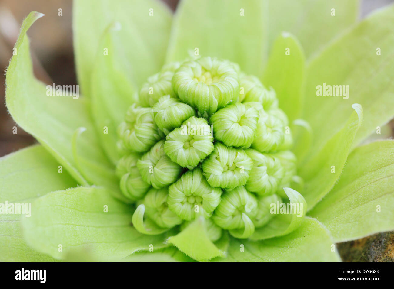 Pestwurz Sprout Stockfoto