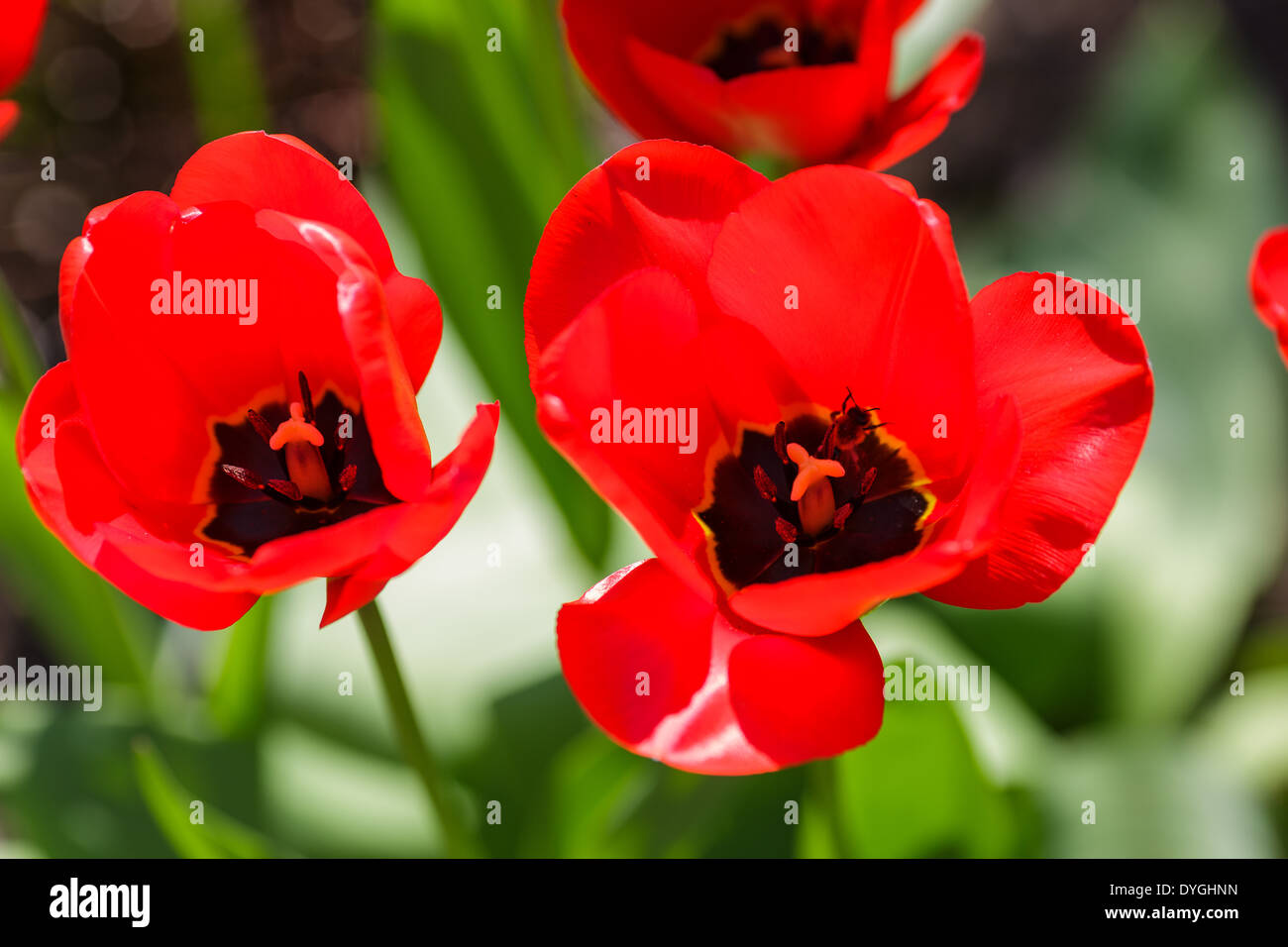 Rote Tulpen im Garten hautnah Stockfoto