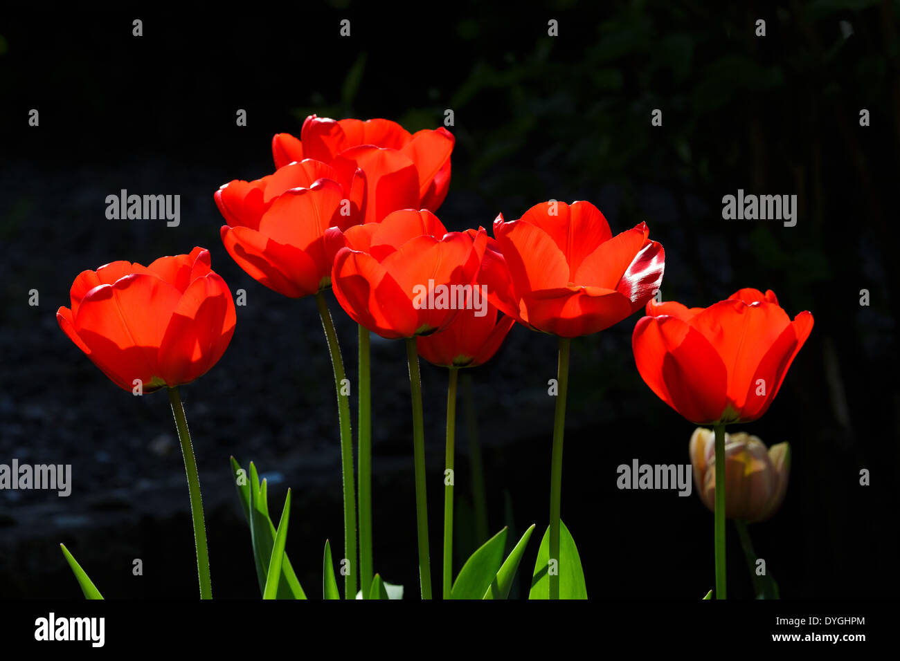 Rote Tulpen im Garten dunklen Hintergrund Stockfoto