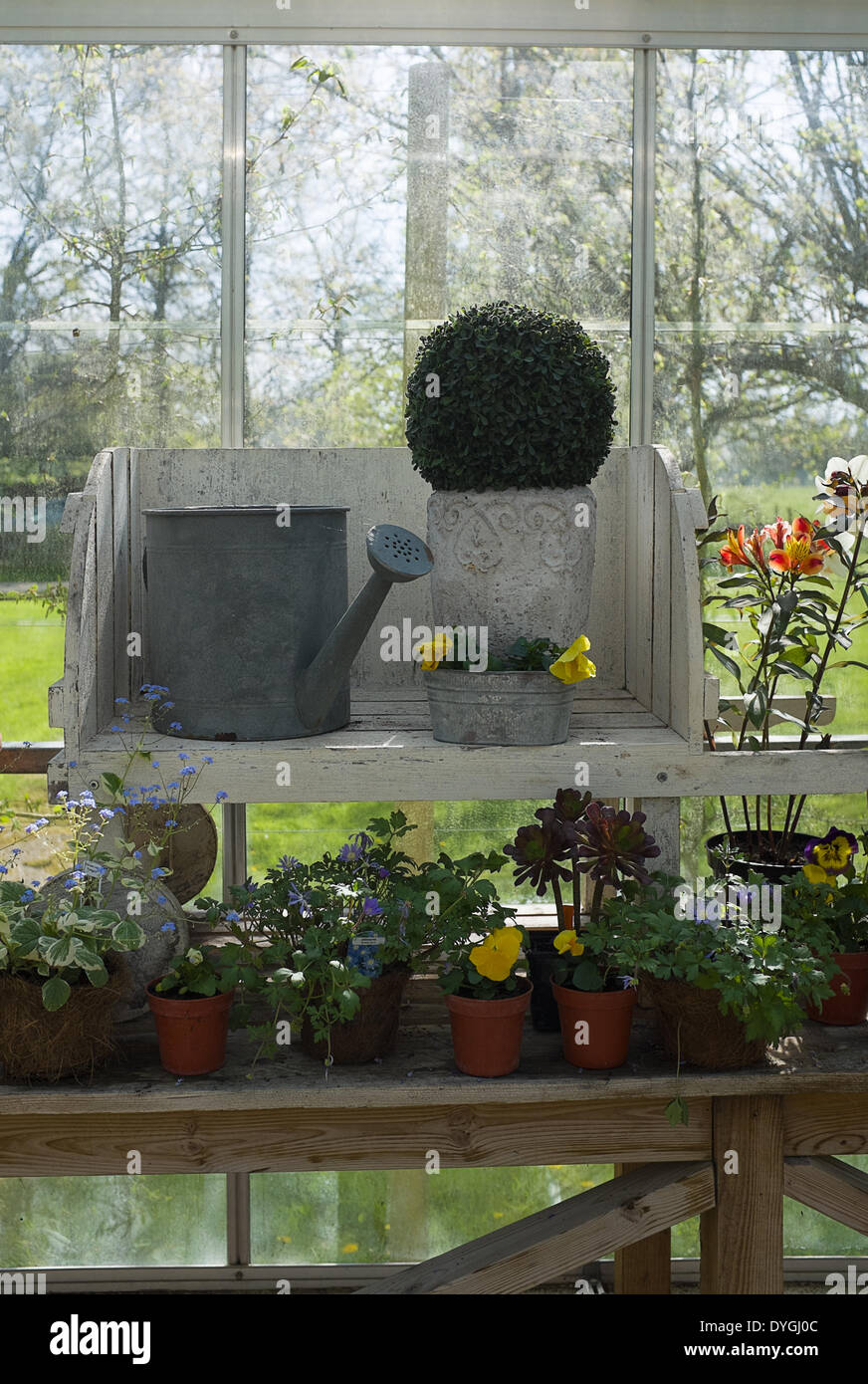 In einem Gewächshaus bereit für Besucher am West Green House Gardens Stockfoto