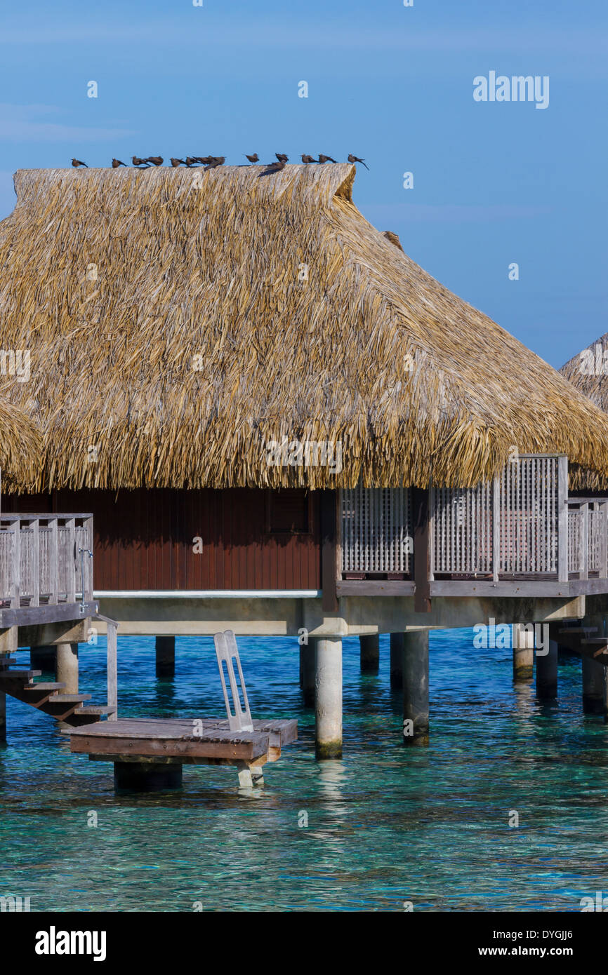 Vögel, die hoch oben auf Reetdach des Overwater Bungalow in Französisch-Polynesien Stockfoto