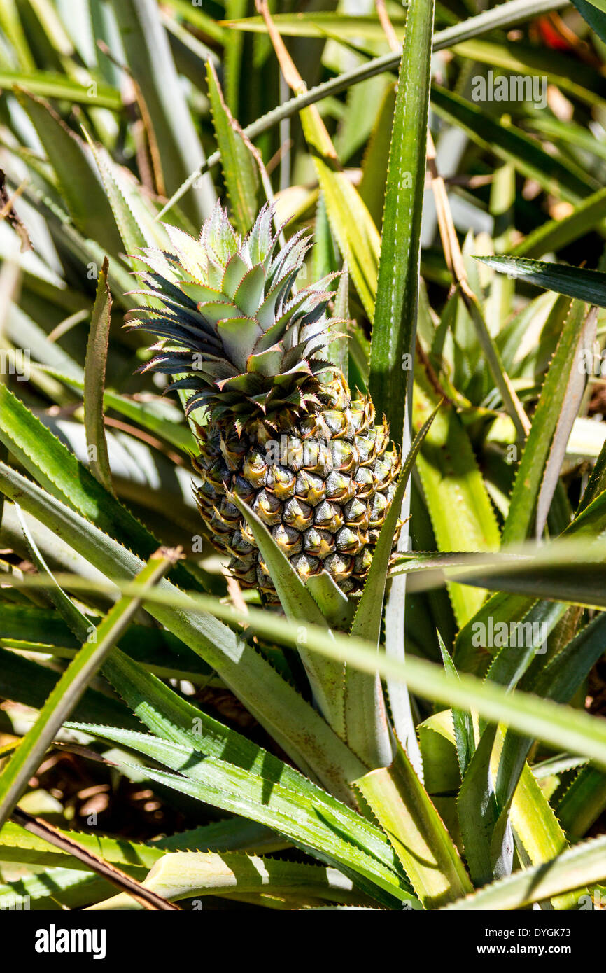 Ananas Pflanze mit gezackten Blättern wächst in einem Feld auf der Insel  Moorea in Französisch-Polynesien Stockfotografie - Alamy