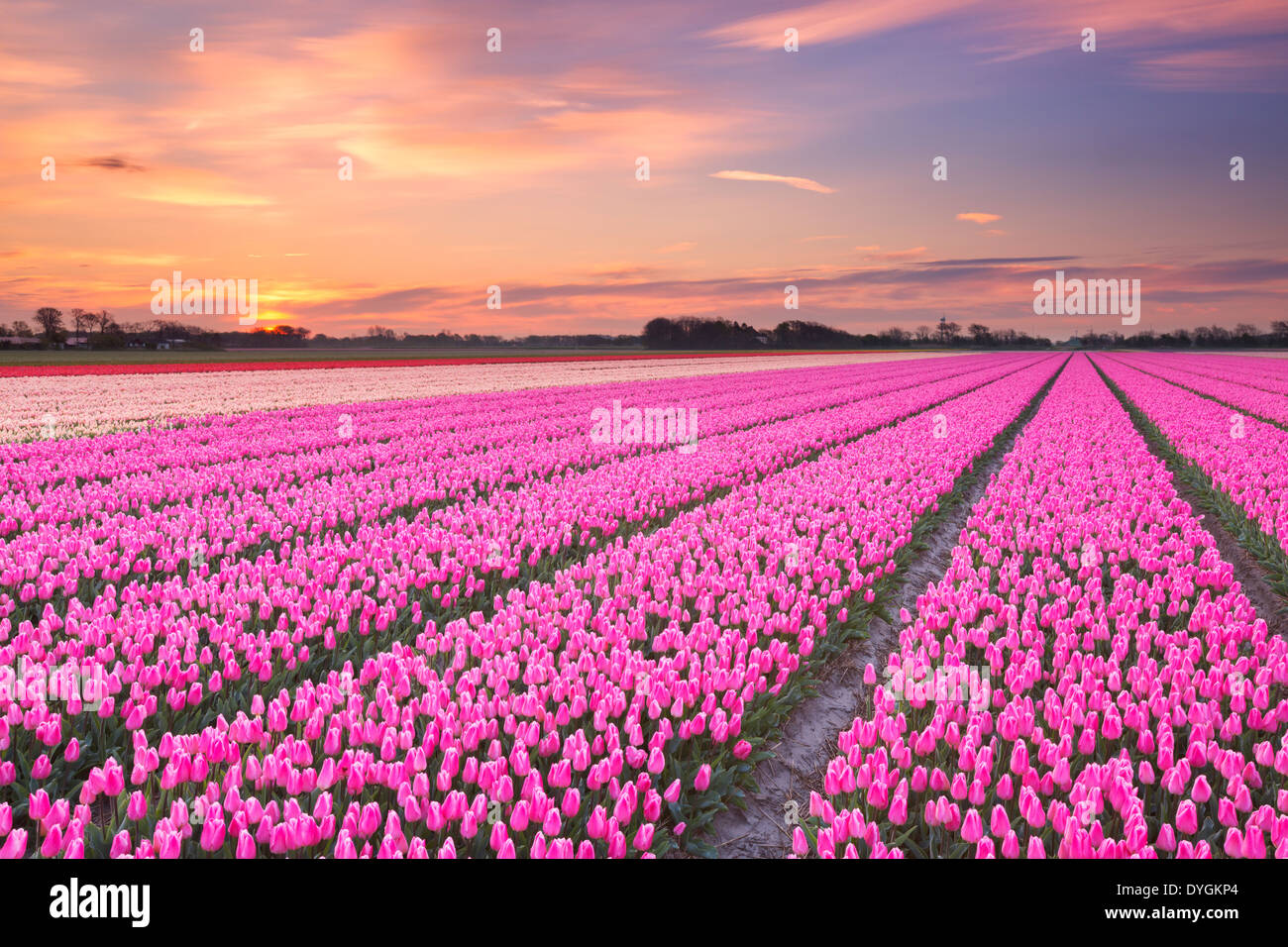 Farbenfrohe Tulpenfelder in Holland bei Sonnenaufgang Stockfoto