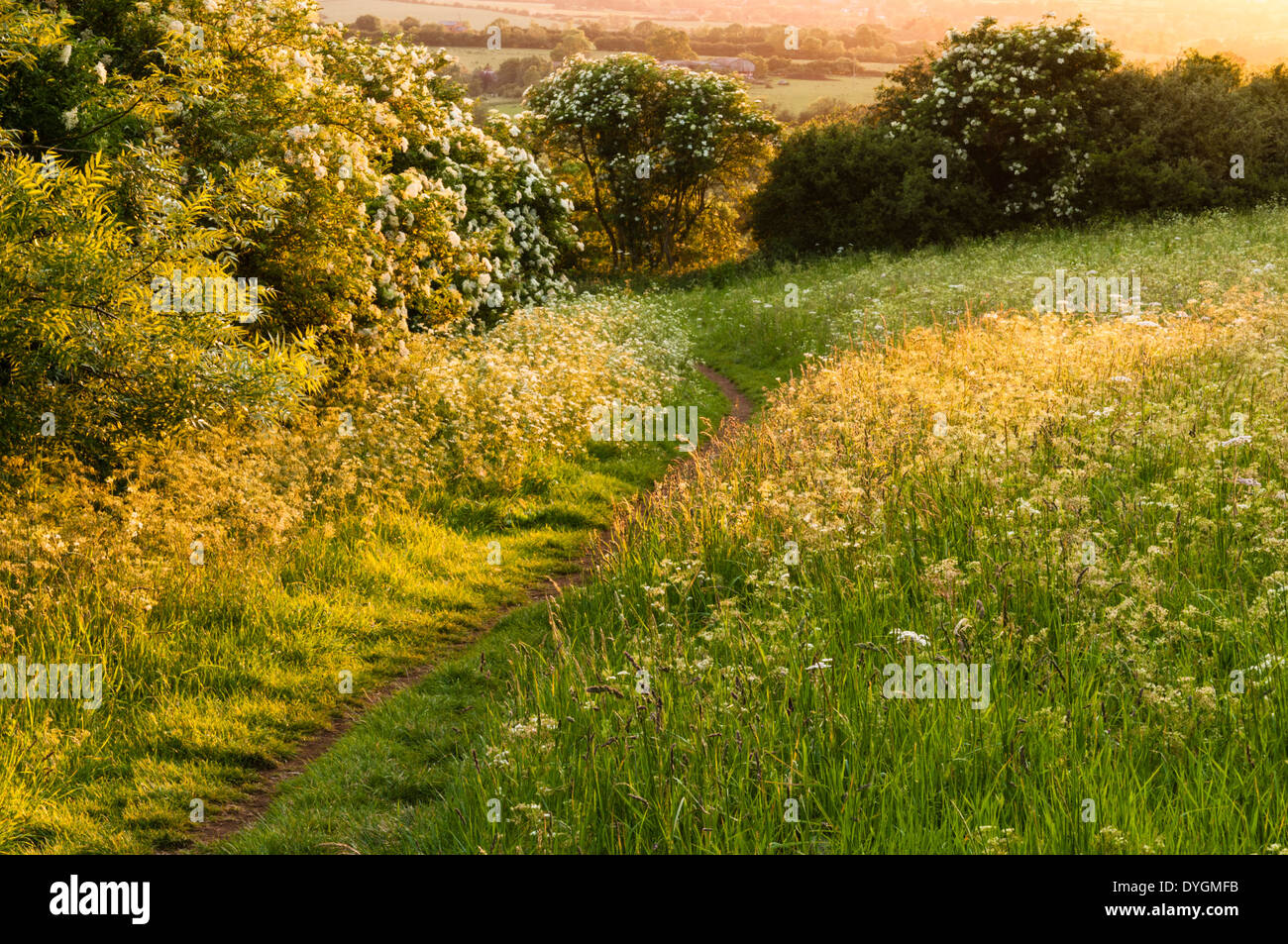 Goldener Abend Sonnenlicht auf einer Wiese Wiese mit Kuh Petersilie und blühenden elder in der Hecke, Northamptonshire, England Stockfoto