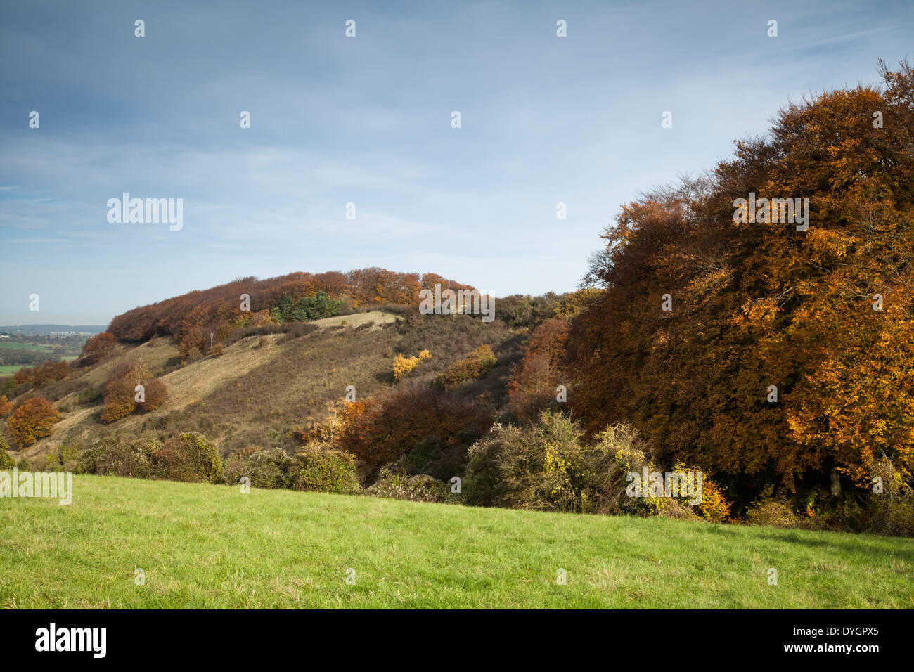 Die lange Kalksteingebieten Böschung des Sharpenhoe Klappern im Herbst, Chiltern Hills, Bedfordshire, England Stockfoto