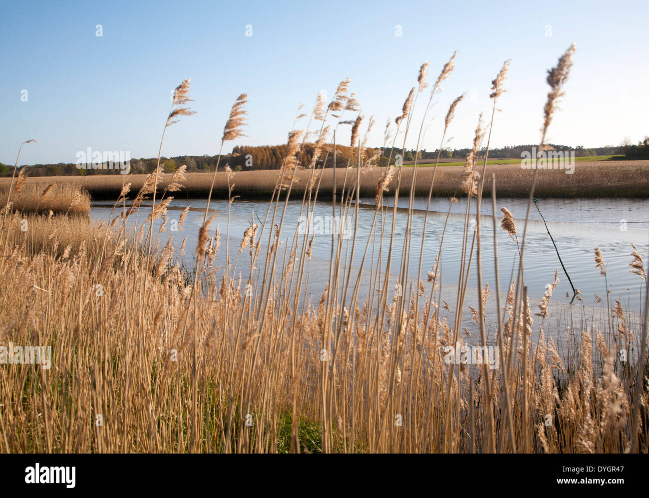 Schilf wächst auf die Gezeiten-Mündung des Flusses Alde bei Snape, Suffolk, England Stockfoto