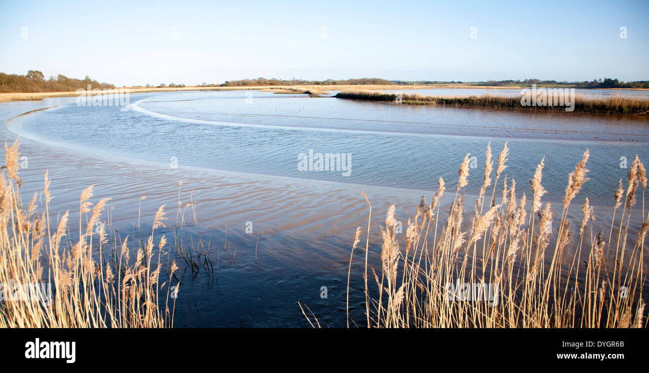 Schilf wächst auf die Gezeiten-Mündung des Flusses Alde bei Snape, Suffolk, England Stockfoto