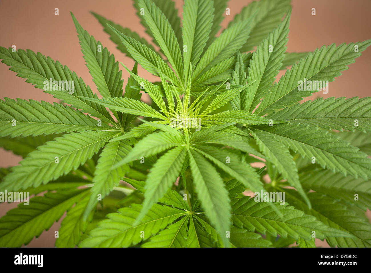 Spitze der weiblichen Cannabispflanze, Indica dominant Hybrid in frühen Blüte Stockfoto, Bild