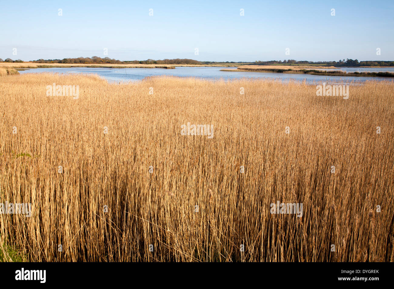 Schilf wächst auf die Gezeiten-Mündung des Flusses Alde bei Snape, Suffolk, England Stockfoto