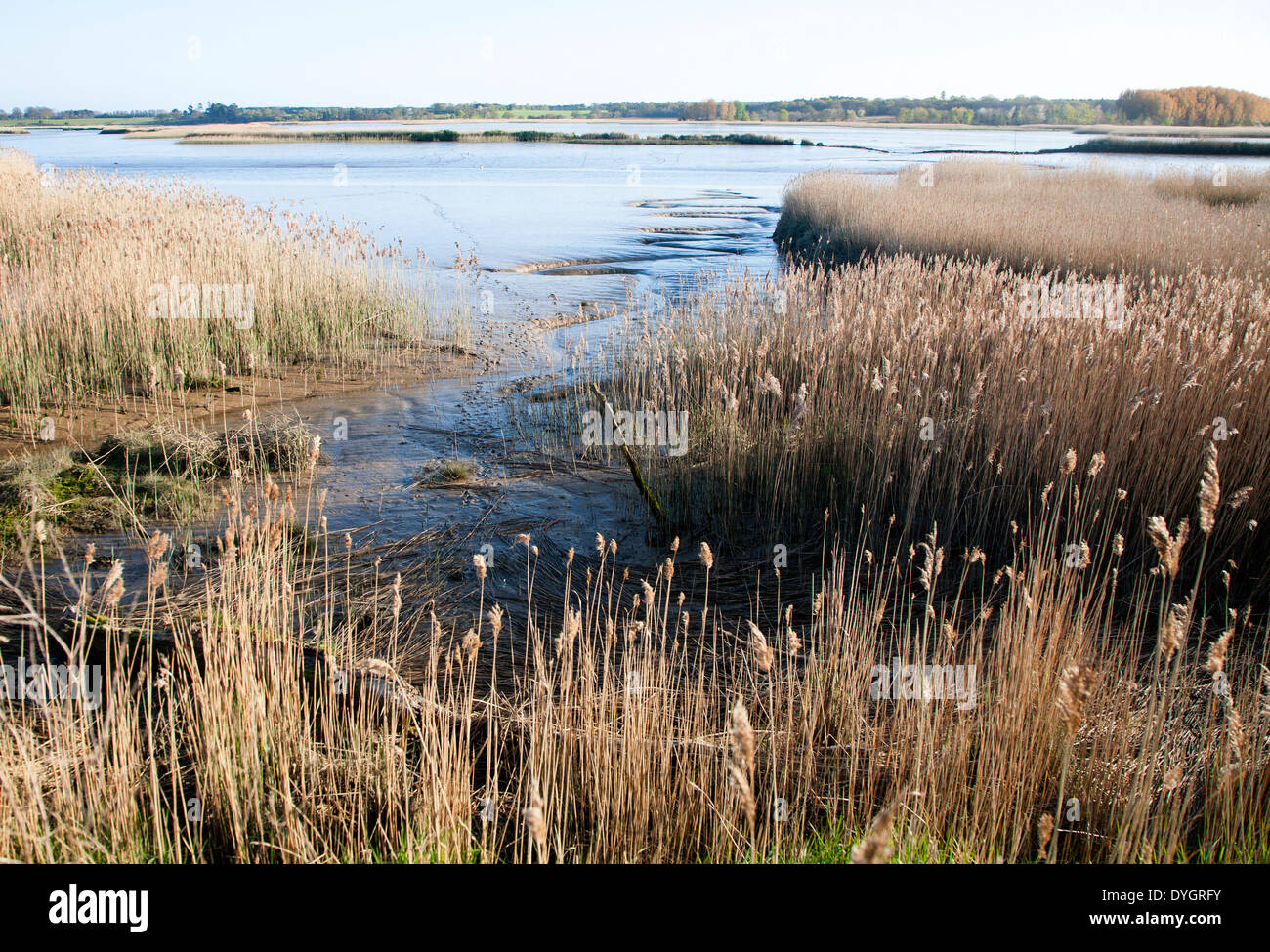 Schilf wächst auf die Gezeiten-Mündung des Flusses Alde bei Snape, Suffolk, England Stockfoto