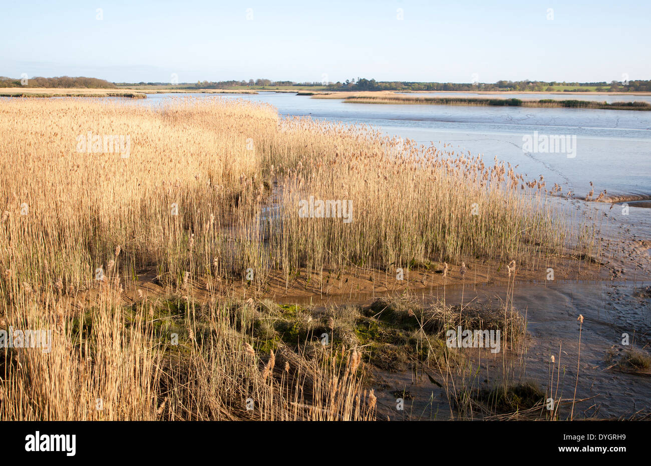 Schilf wächst auf die Gezeiten-Mündung des Flusses Alde bei Snape, Suffolk, England Stockfoto