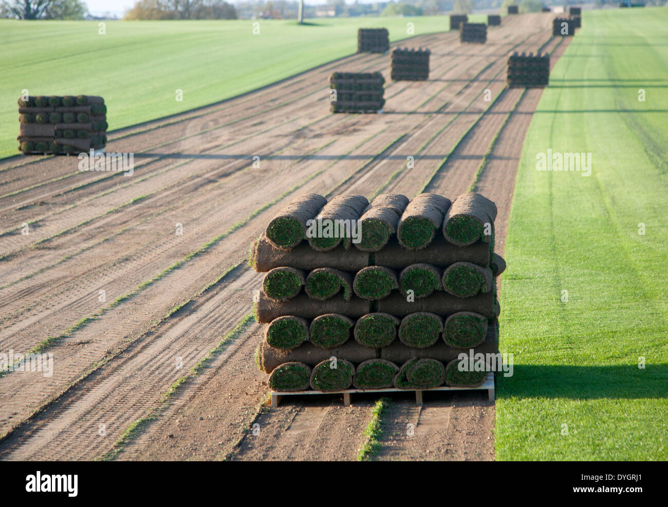 Rollen der Rasen Rasen stehen auf einer Palette in einem Feld, Blaxhall, Suffolk, England Stockfoto