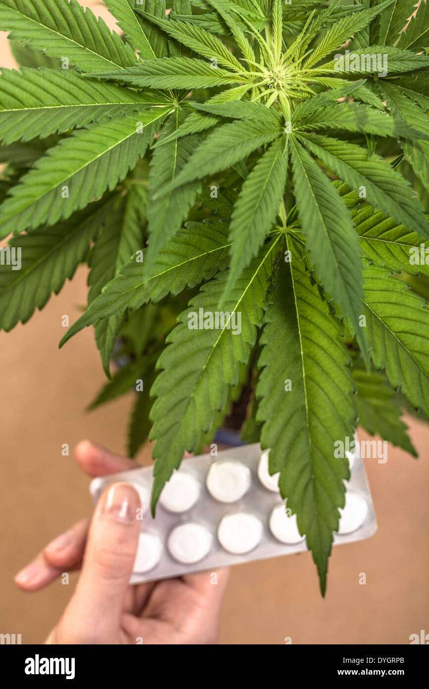 Cannabis-Pflanze und Hand mit Pharmazeutika. Stockfoto
