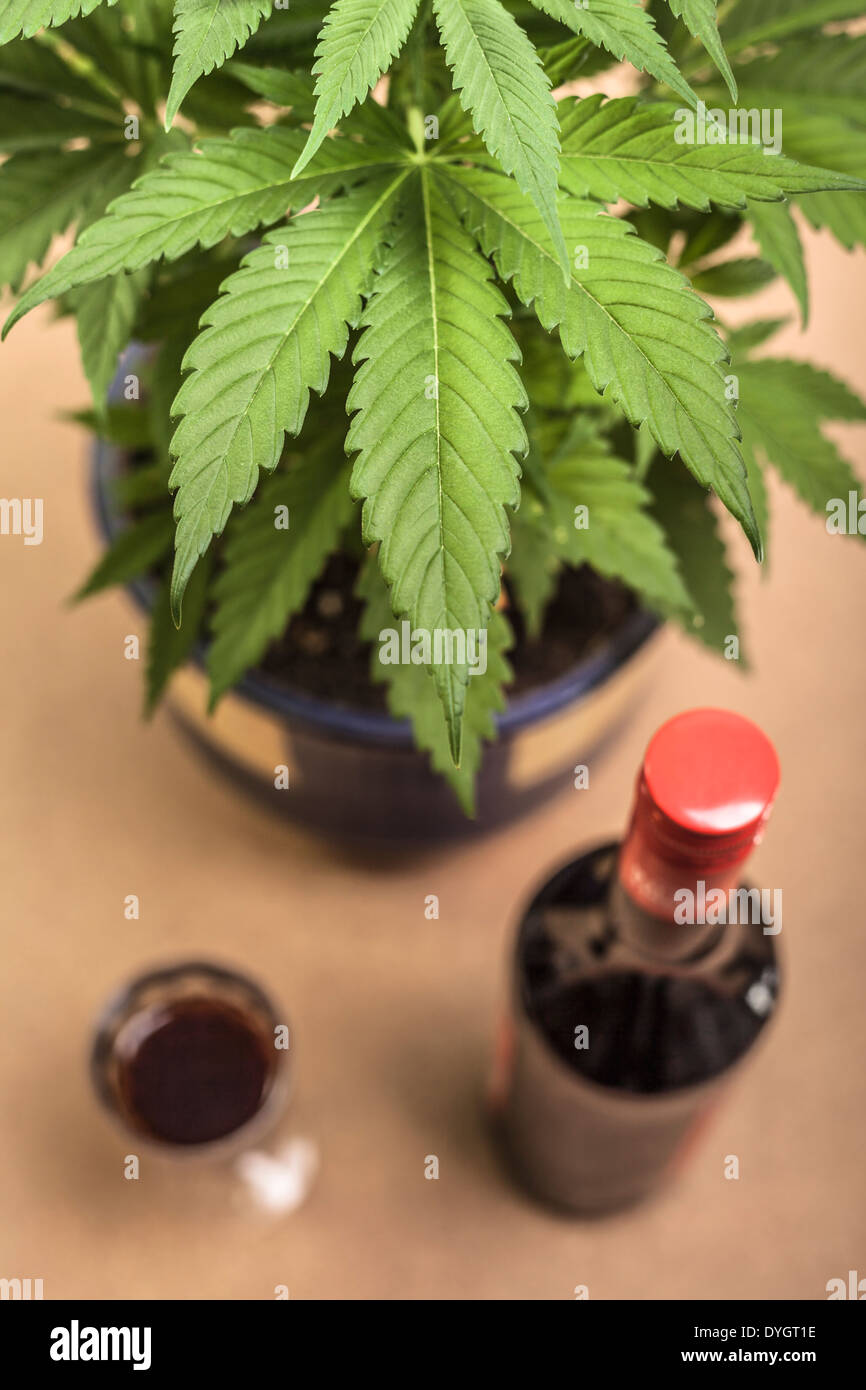 Cannabis-Pflanze und eine Flasche Alkohol. Stockfoto