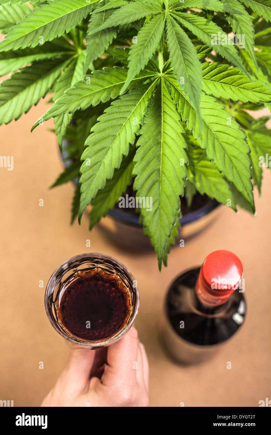 Cannabis-Pflanze und Hand mit Glas Alkohol. Stockfoto