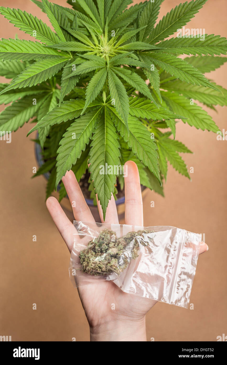 Cannabis-Pflanze und Hand mit Beutel mit getrockneten Marihuana Knospen. Stockfoto