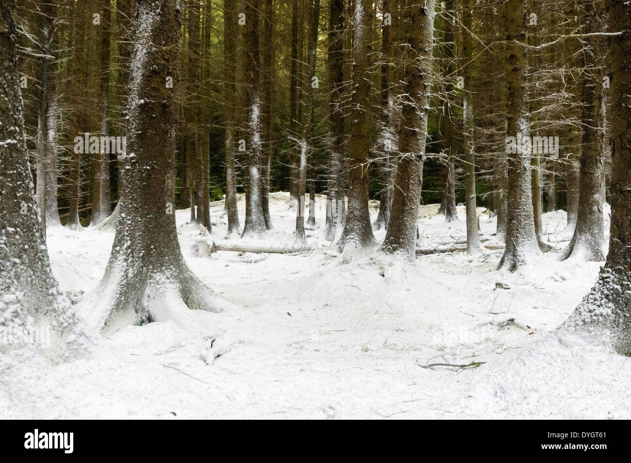 Tollymore Wald, Nordirland, bedeckt mit Kunstschnee für die Verfilmung der ersten Episode von Game of Thrones Stockfoto