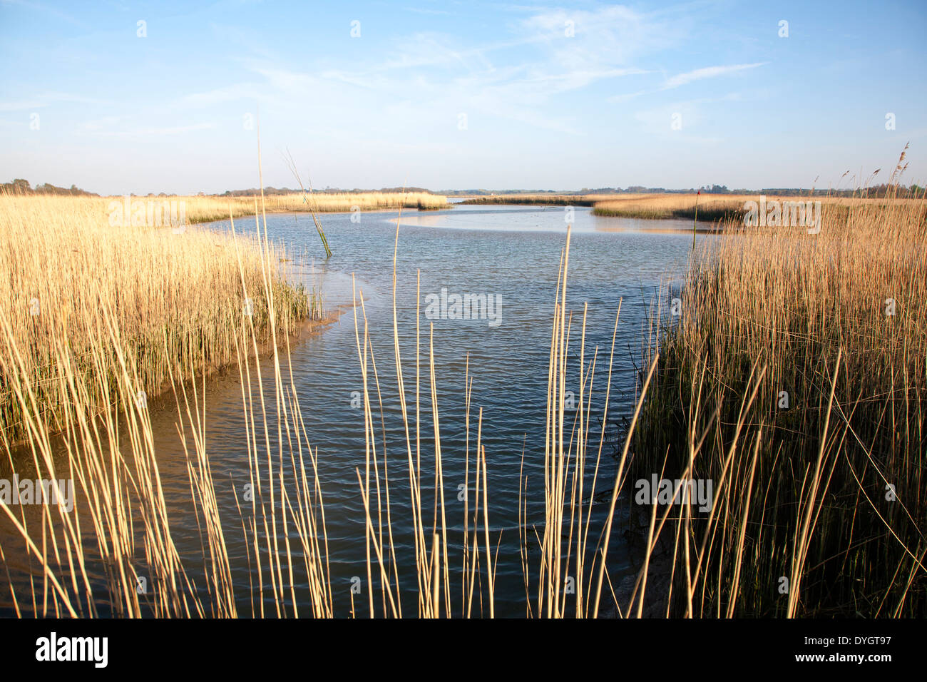 Schilf wächst auf die Gezeiten-Mündung des Flusses Alde bei Snape, Suffolk, England Stockfoto