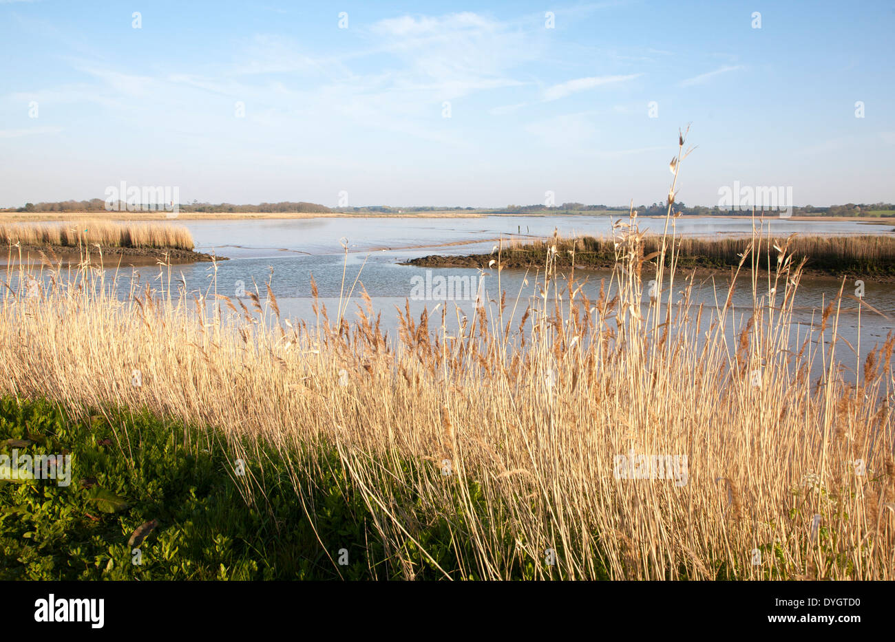 Schilf wächst auf die Gezeiten-Mündung des Flusses Alde bei Snape, Suffolk, England Stockfoto
