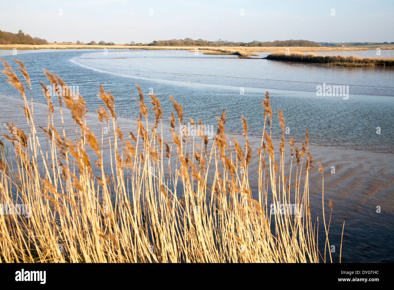 Schilf wächst auf die Gezeiten-Mündung des Flusses Alde bei Snape, Suffolk, England Stockfoto