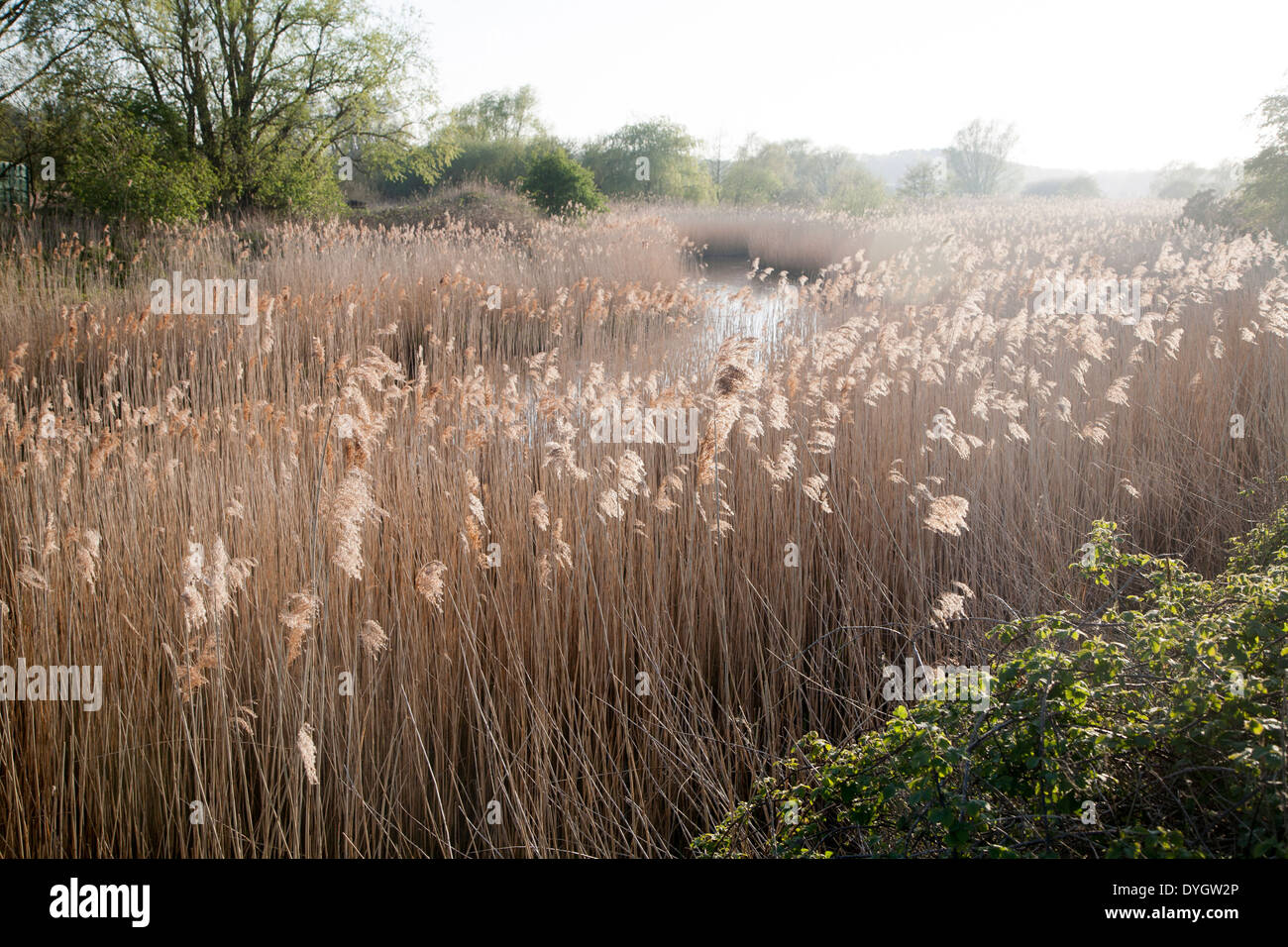 Schilfgürtel am Fluss Alde, Snape, Suffolk, England Stockfoto