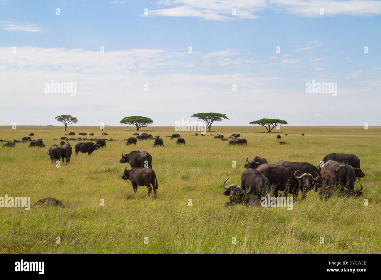 Afrikanischer Büffel Herde auf den Ebenen der Serengeti Stockfoto