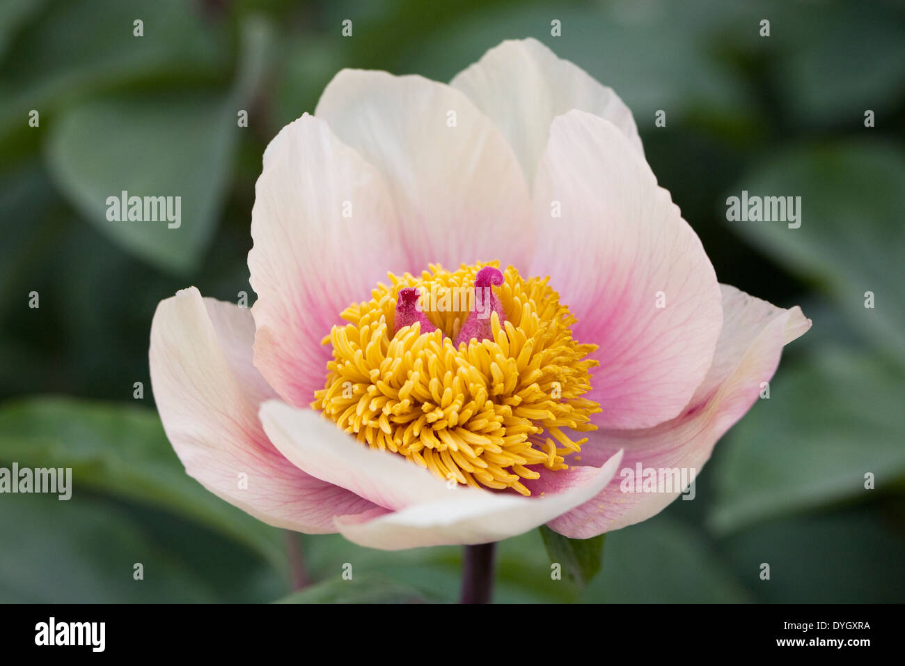 Paeonia Mascula Blume. Wilde Pfingstrose Blume. Stockfoto