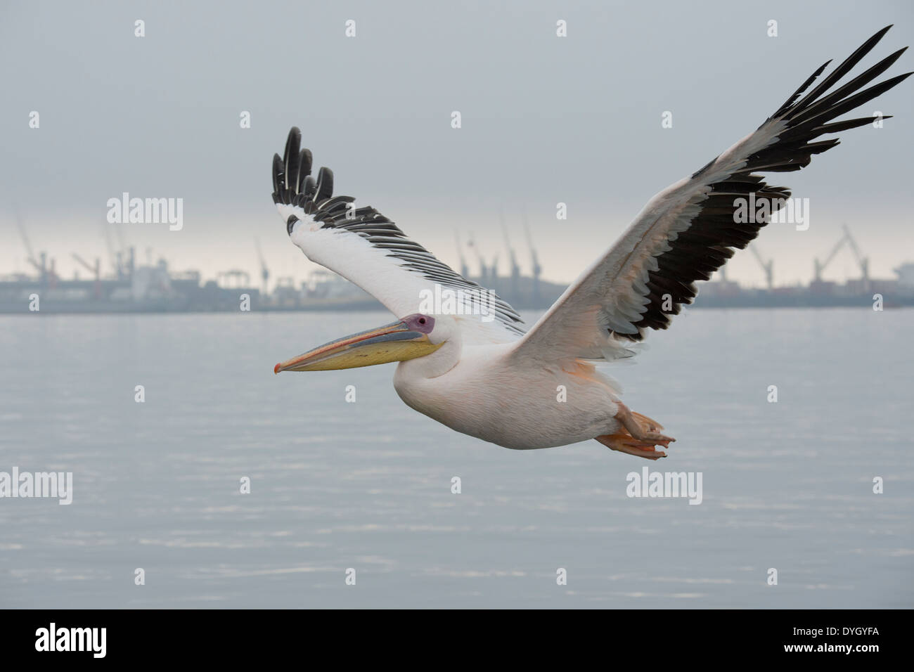 Großer weißer Pelikan (Pelecanus Onocrotalus) auch bekannt als der östlichen weißer Pelikan, rosigen Pelikan. Walvis Bay, Namibia. Stockfoto