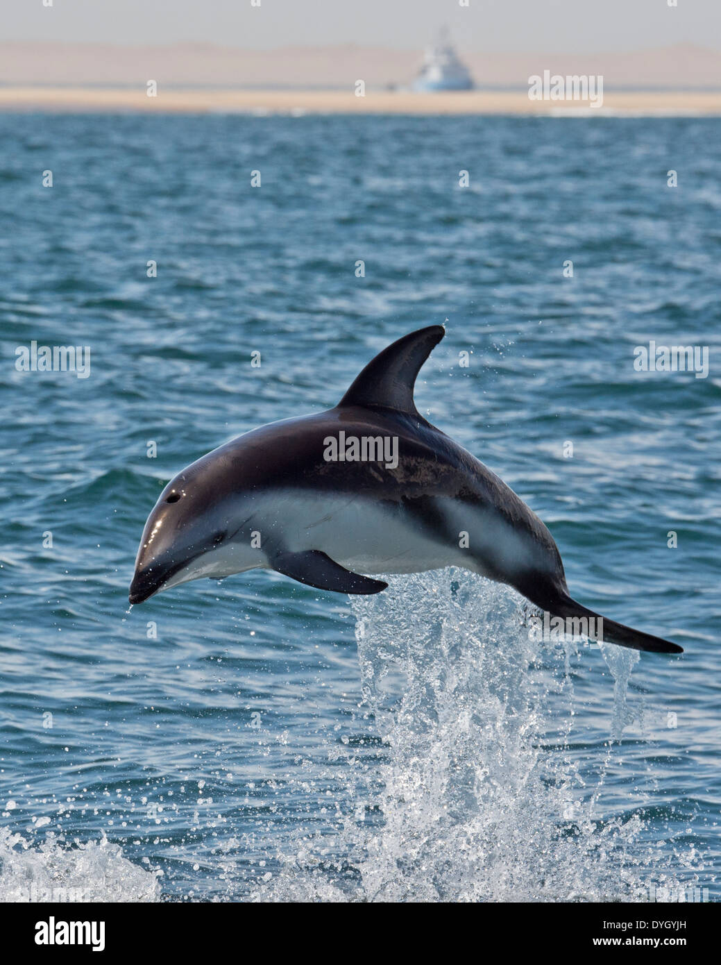 Afrikanische Dusky Dolphin (Lagenorhynchus Obscurus Obscurus). Springen hoch in Luft mit Wüste im Hintergrund, Walvis Bay, Namibia. Stockfoto