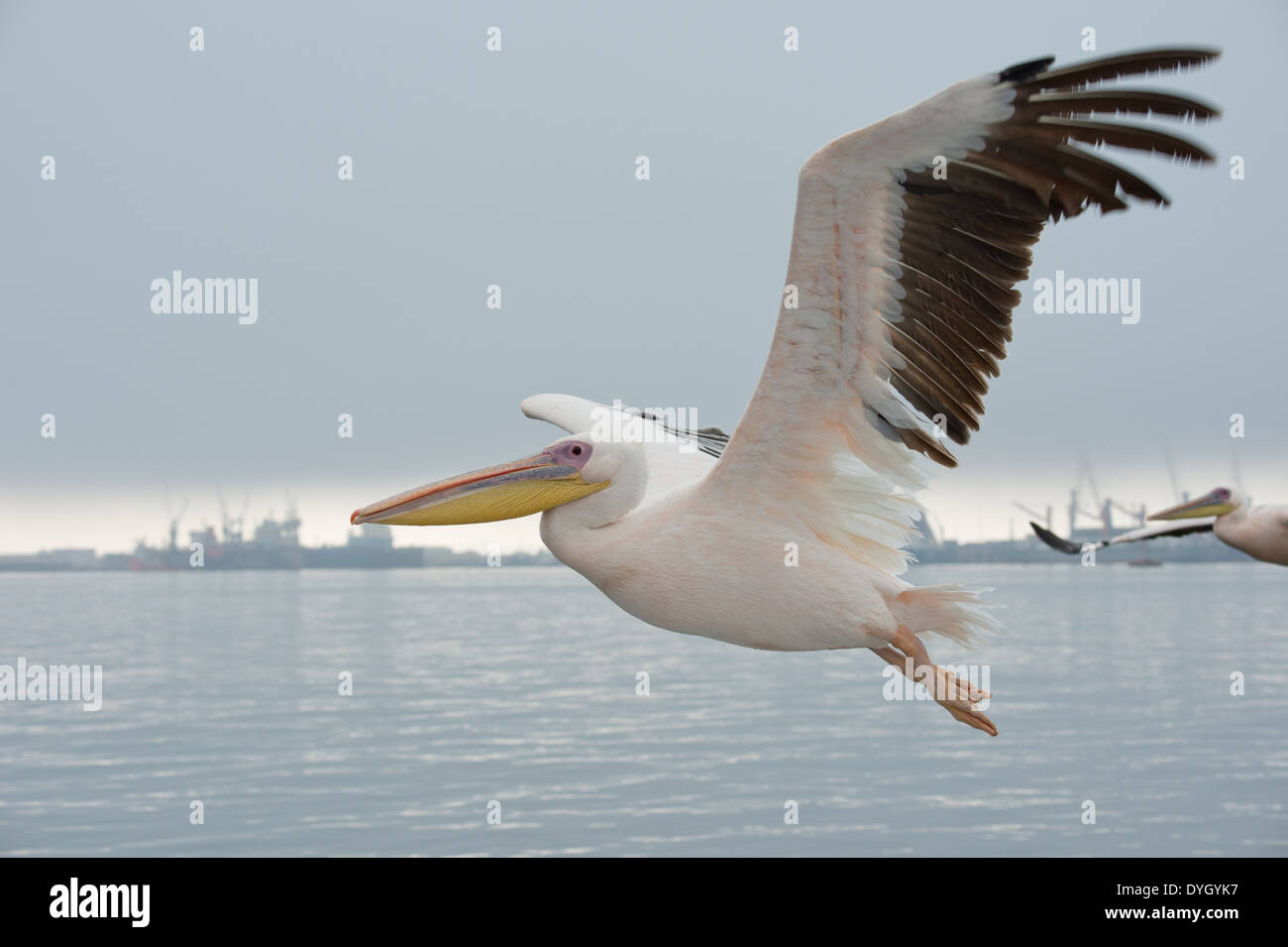 Großer weißer Pelikan (Pelecanus Onocrotalus) auch bekannt als der östlichen weißer Pelikan, rosigen Pelikan. Walvis Bay, Namibia. Stockfoto