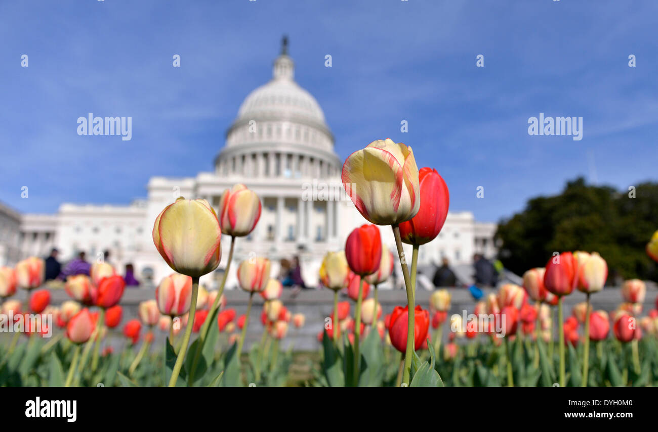 Washington, DC, USA. 17. April 2014. Besucher sehen Tulpen blühen vor dem Capitol Gebäude in Washington, DC, USA, 17. April 2014. Bildnachweis: Yin Bogu/Xinhua/Alamy Live-Nachrichten Stockfoto