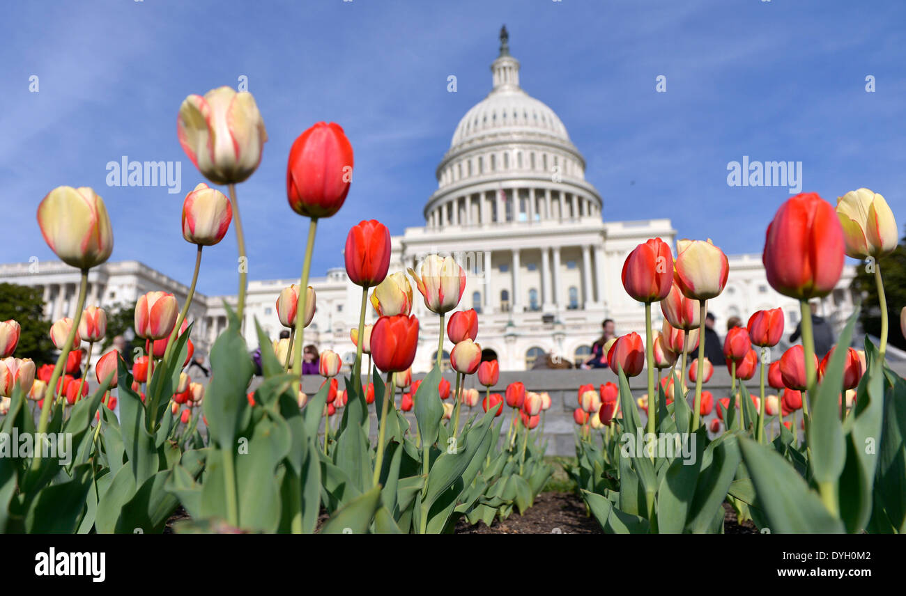 Washington, DC, USA. 17. April 2014. Besucher sehen Tulpen blühen vor dem Capitol Gebäude in Washington, DC, USA, 17. April 2014. Bildnachweis: Yin Bogu/Xinhua/Alamy Live-Nachrichten Stockfoto