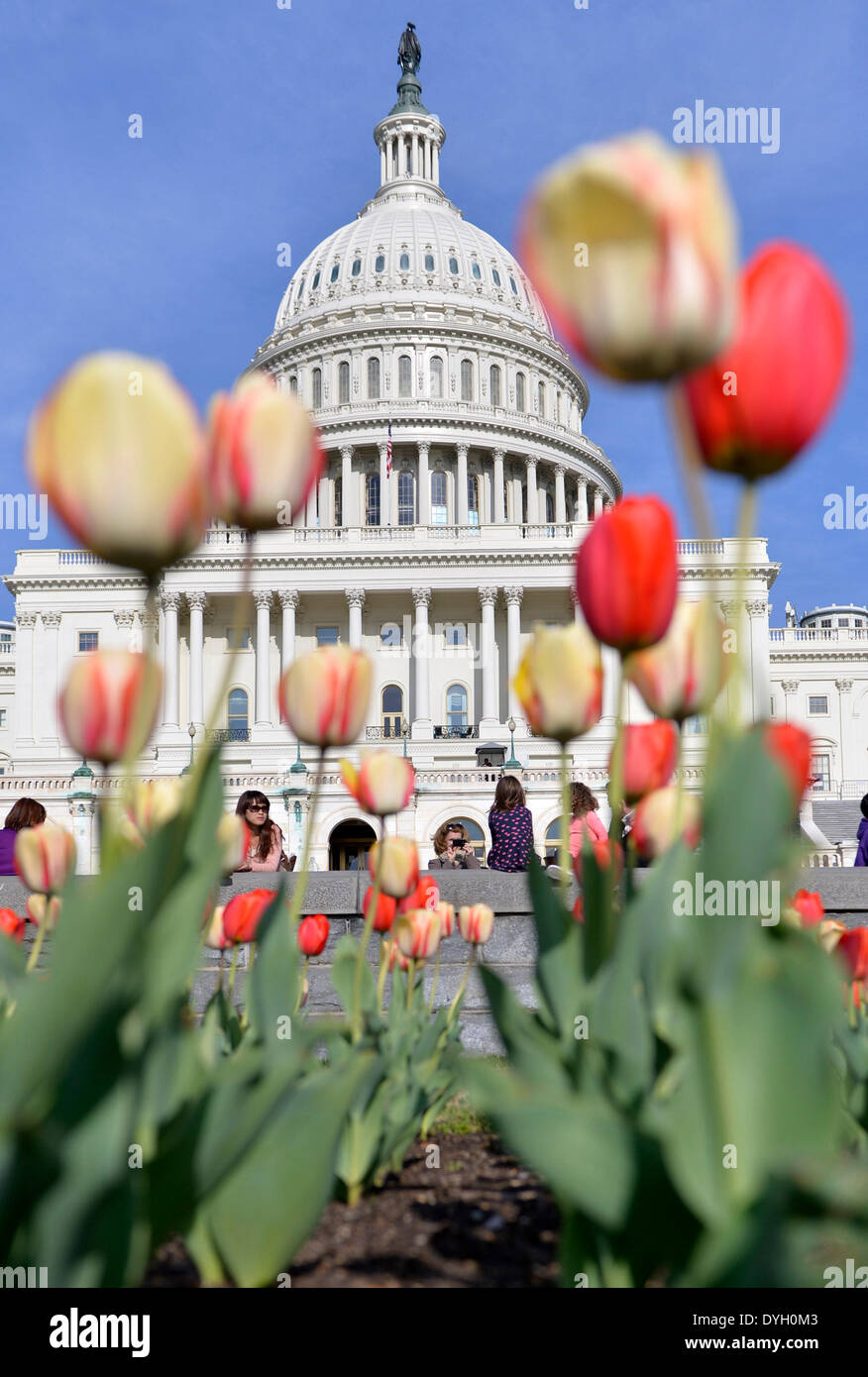 Washington, DC, USA. 17. April 2014. Besucher sehen Tulpen blühen vor dem Capitol Gebäude in Washington, DC, USA, 17. April 2014. Bildnachweis: Yin Bogu/Xinhua/Alamy Live-Nachrichten Stockfoto