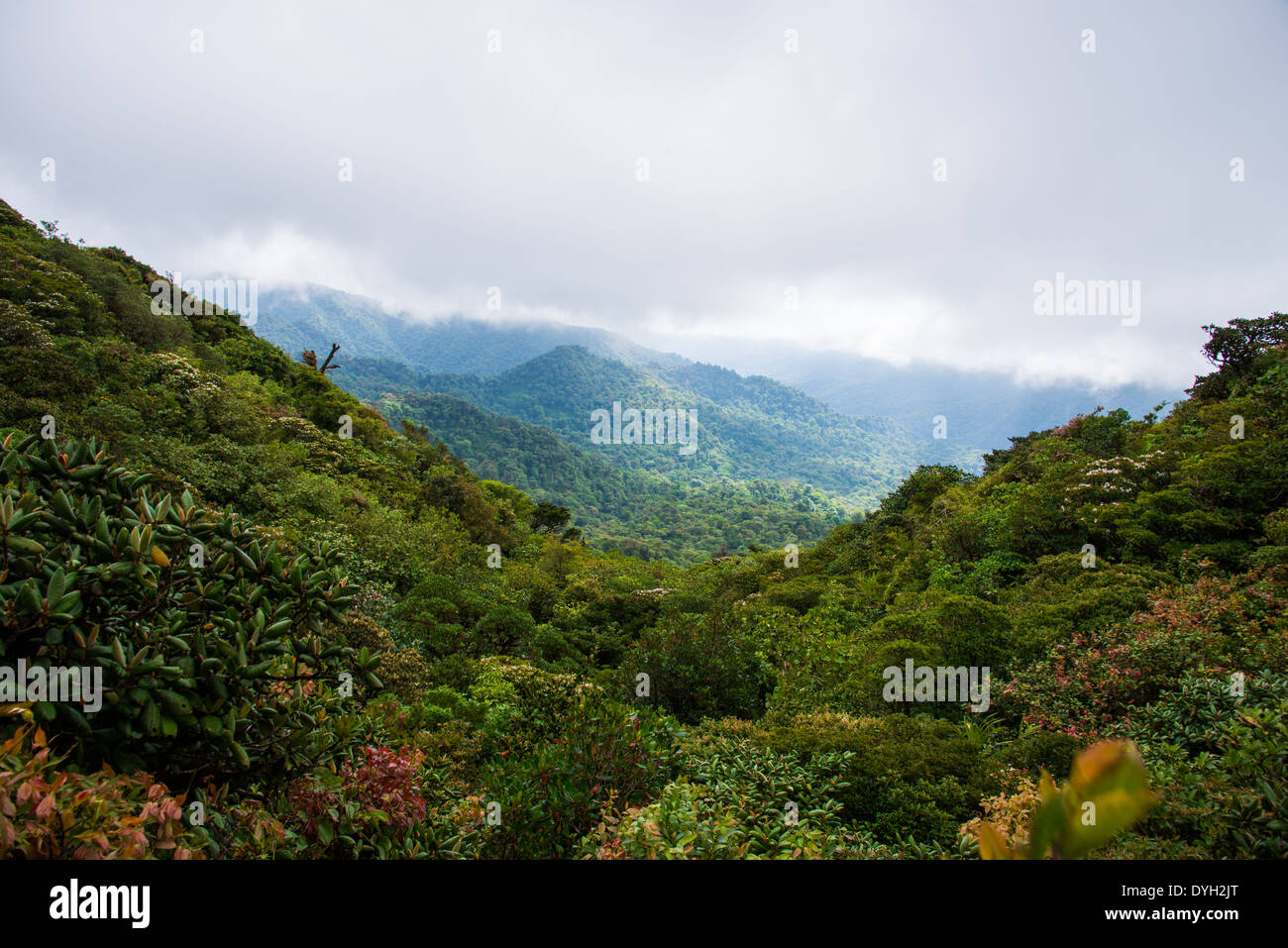 Berg-Nebelwald in Monteverde, Costa Rica. Stockfoto