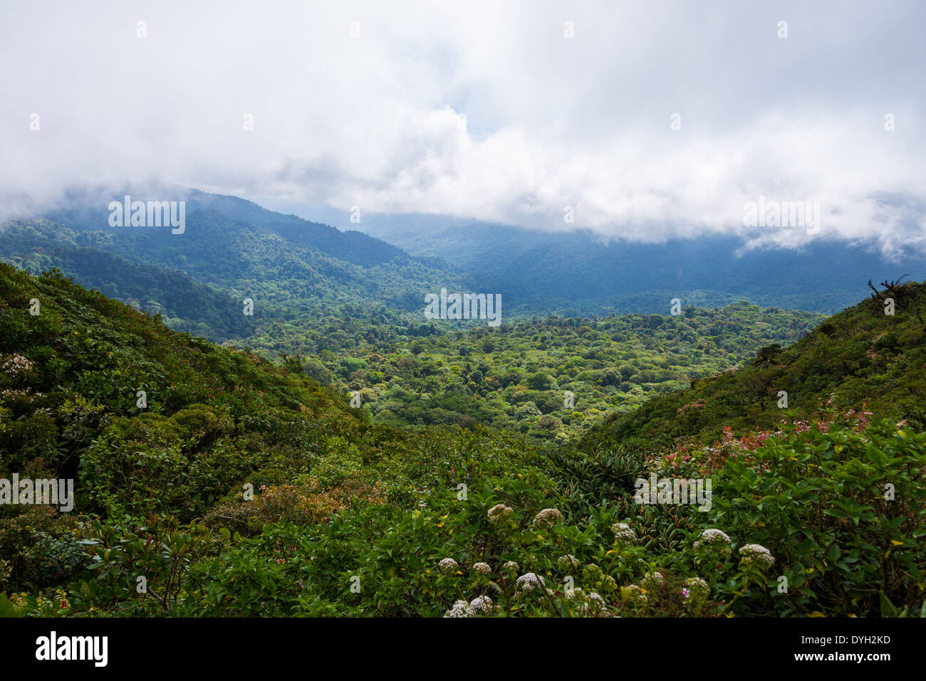 Berg-Nebelwald in Monteverde, Costa Rica. Stockfoto