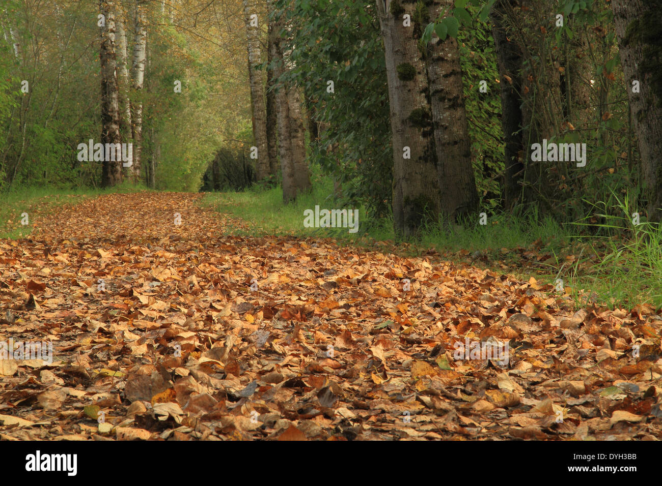 Pfad der Stille Stockfoto