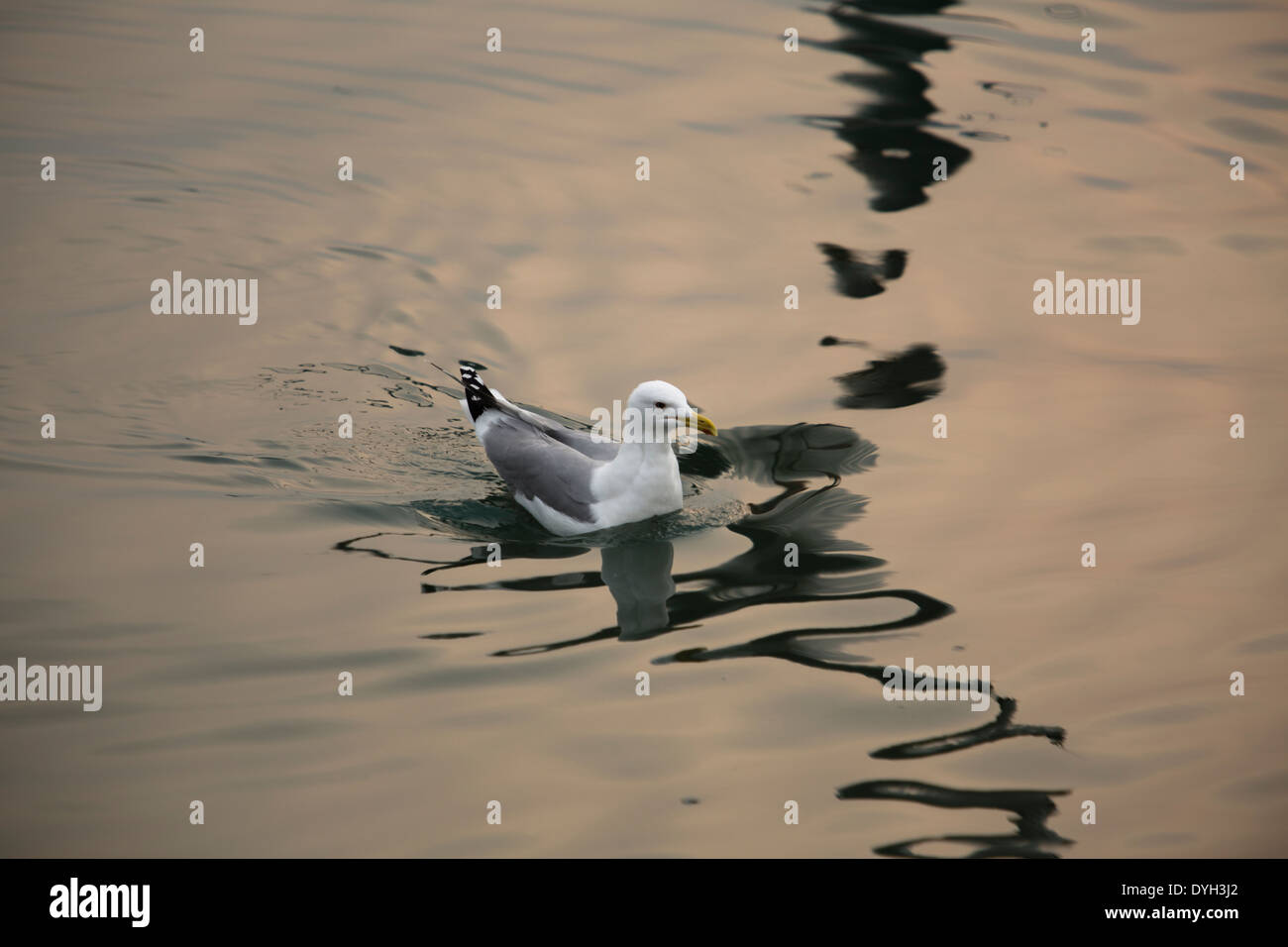 Möwe am Meer schwimmen Stockfoto