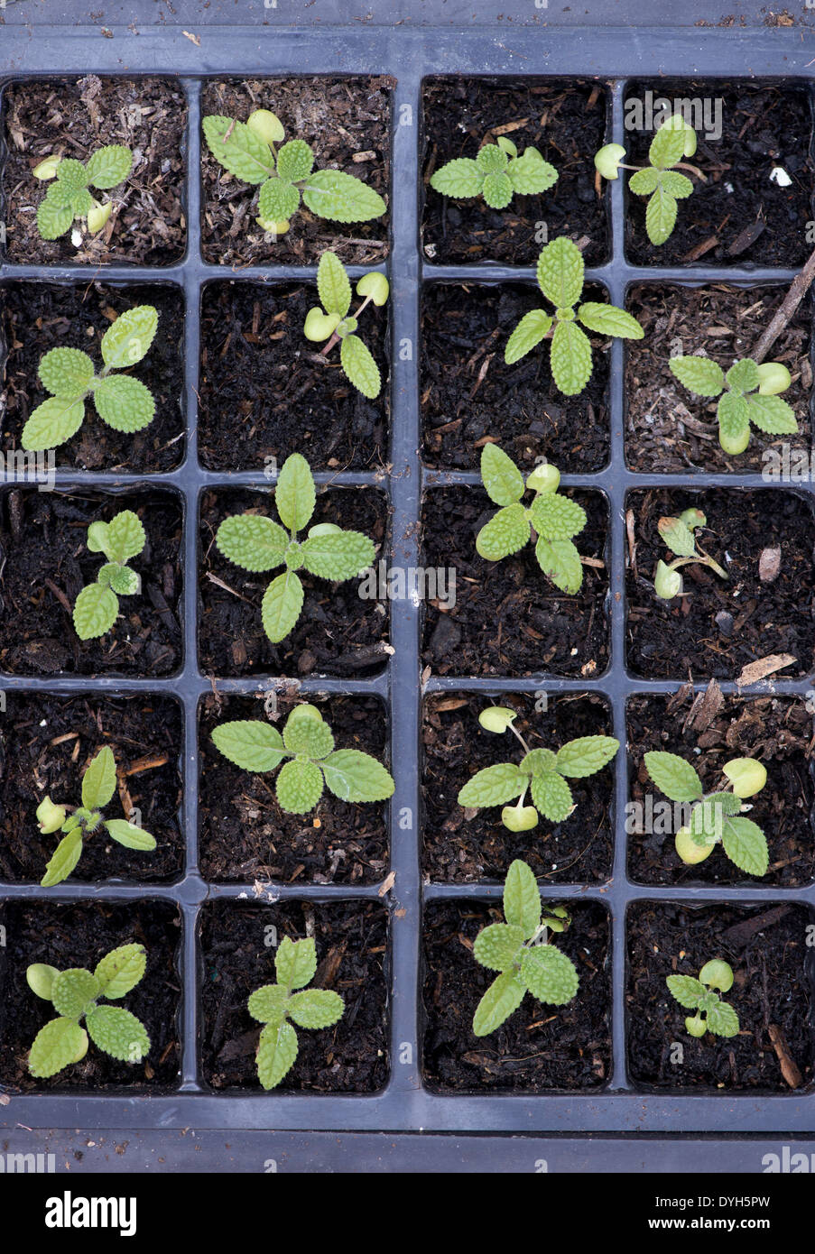 Verbreitende Salvia Viridis blau Clary Sämlinge in ein Fach Stecker Stockfoto Verbreitende Salvia Viridis blau Clary Sämlinge in ein Fach Stecker Stockfoto